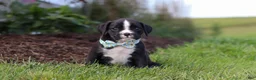 Boxer dogs for sale: Lance - Ad 8