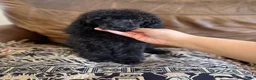 Standard Poodle dogs for sale: Luna - Ad 13
