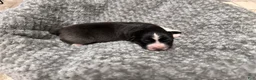 Australian Shepherd dogs for sale: Australian Shepherd 3 - Ad 3