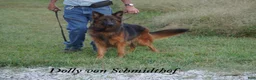 German Shepherd dogs for sale: German Shepherd female red collar - Ad 17