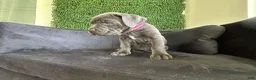 Cane Corso dogs for sale: Cane Corso Puppy 6 - Ad 10