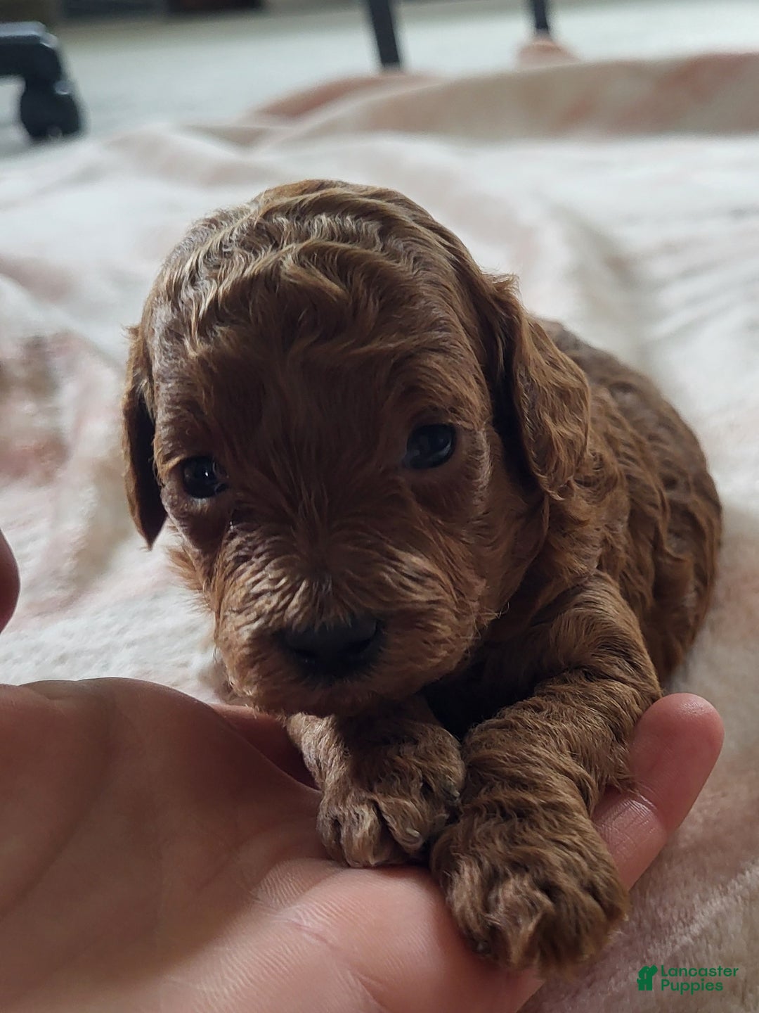 Goldendoodle dogs for sale: Rachel - Ad 6