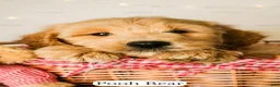 Goldendoodle dogs for sale: Pooh Bear - Ad 5
