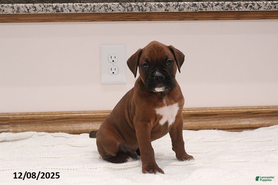 Boxer dogs Jax - Ad 12