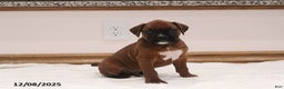Boxer dogs for sale: Jax - Ad 1