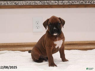 Boxer dogs Jax - Ad 4