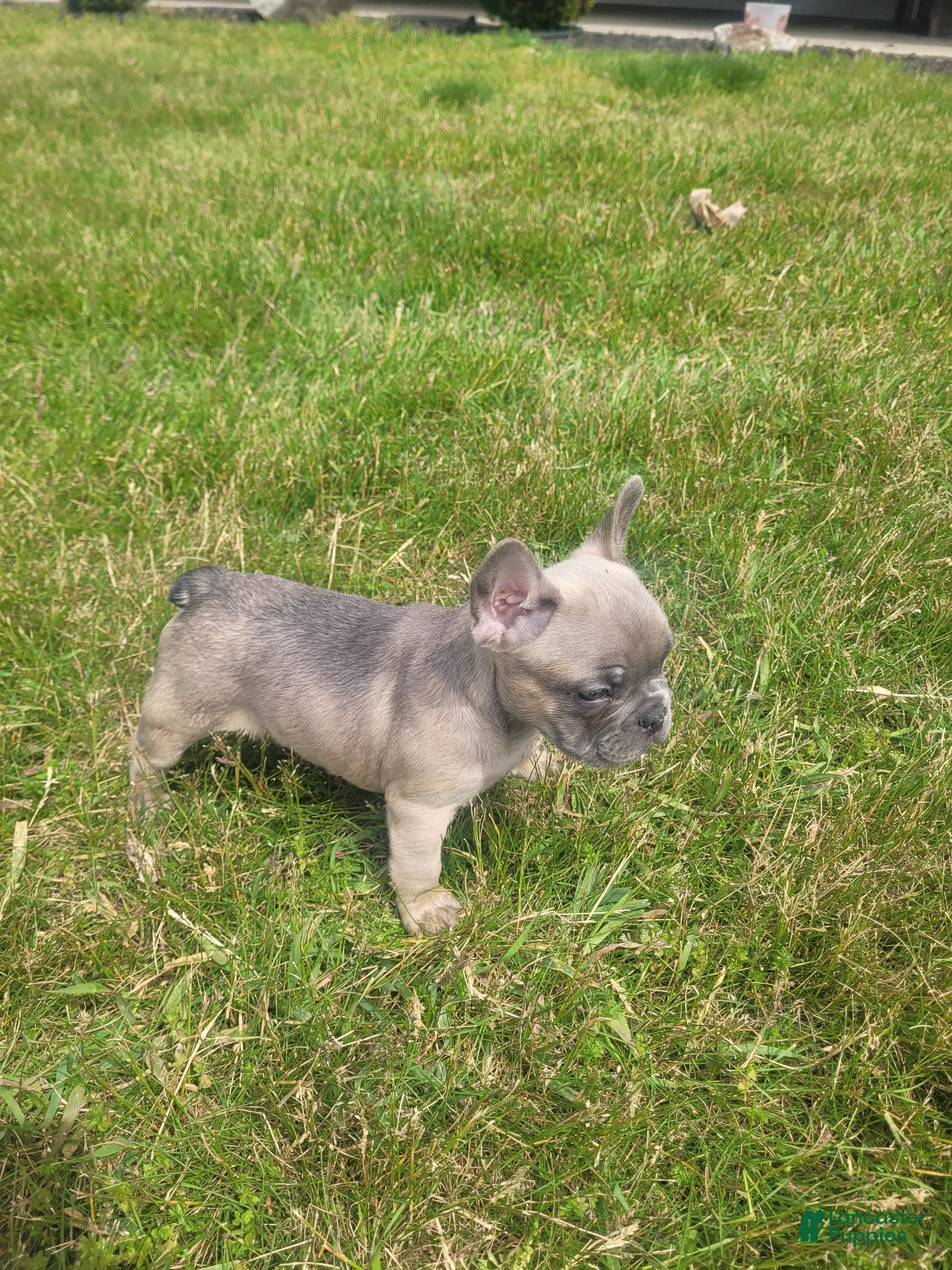 French Bulldog dogs Boston, puppy 2 - Ad 1