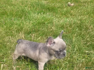 French Bulldog dogs for sale: Boston, puppy 2 - Ad 2