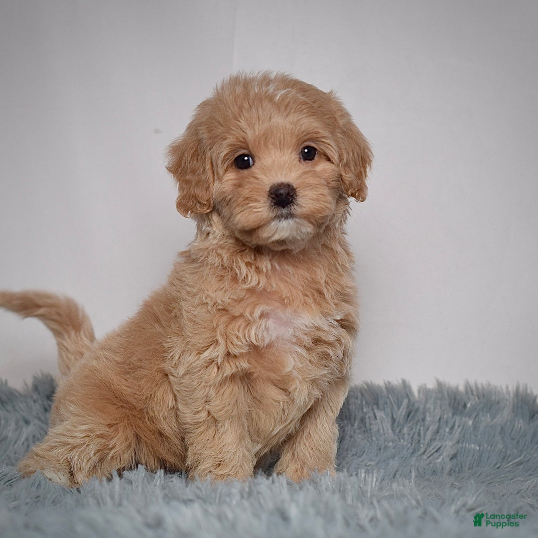 Mini Goldendoodle dogs for sale: Ms. Rosi - Ad 5