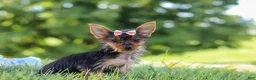 Yorkshire Terrier dogs for sale: Ellie - Ad 3