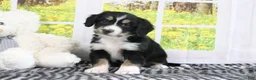 Mini Bernedoodle dogs for sale: Reese - Ad 3
