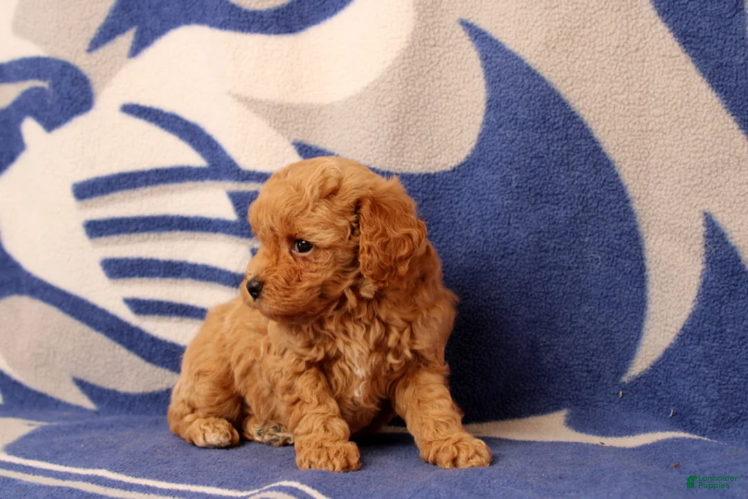 Toy Poodle dogs for sale: Fireman - Ad 4