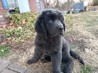 Newfoundland dogs Grey female - Ad 35