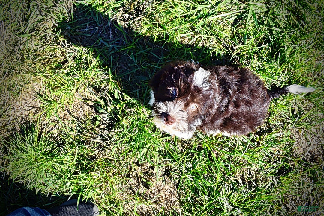 Havapoo dogs for sale: Higgins - Ad 16