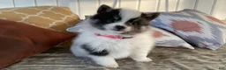 Pomeranian dogs for sale: Luna - Ad 2