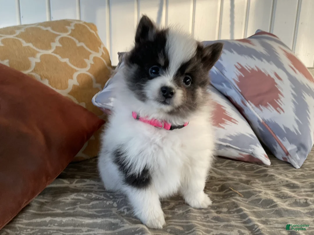 Pomeranian dogs for sale: Luna - Ad 2