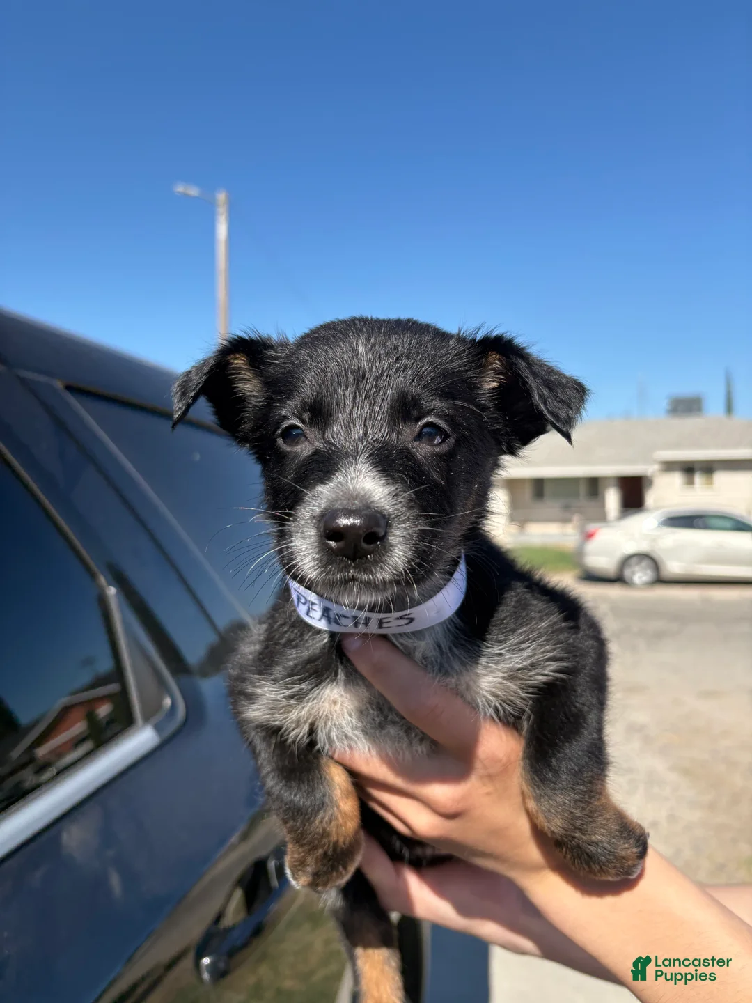 Mixed Breed dogs for sale: Peaches - Ad 2