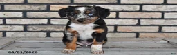 Mixed Breed dogs for sale: Jasper - Ad 2