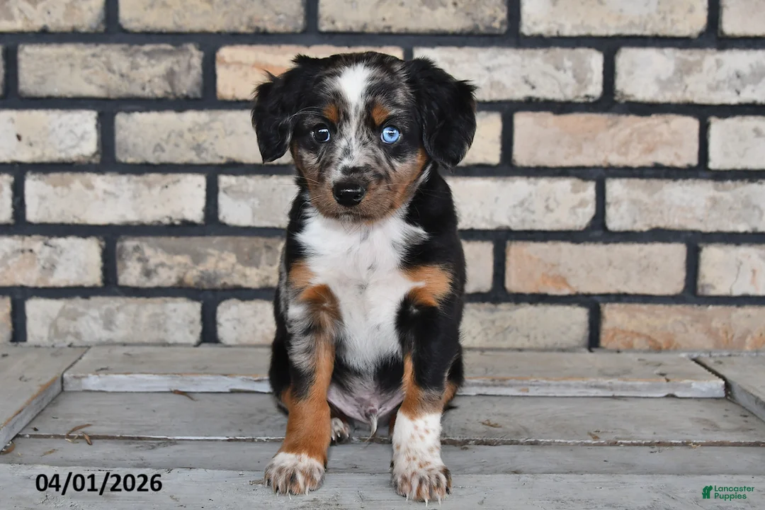 Mixed Breed dogs for sale: Jasper - Ad 2
