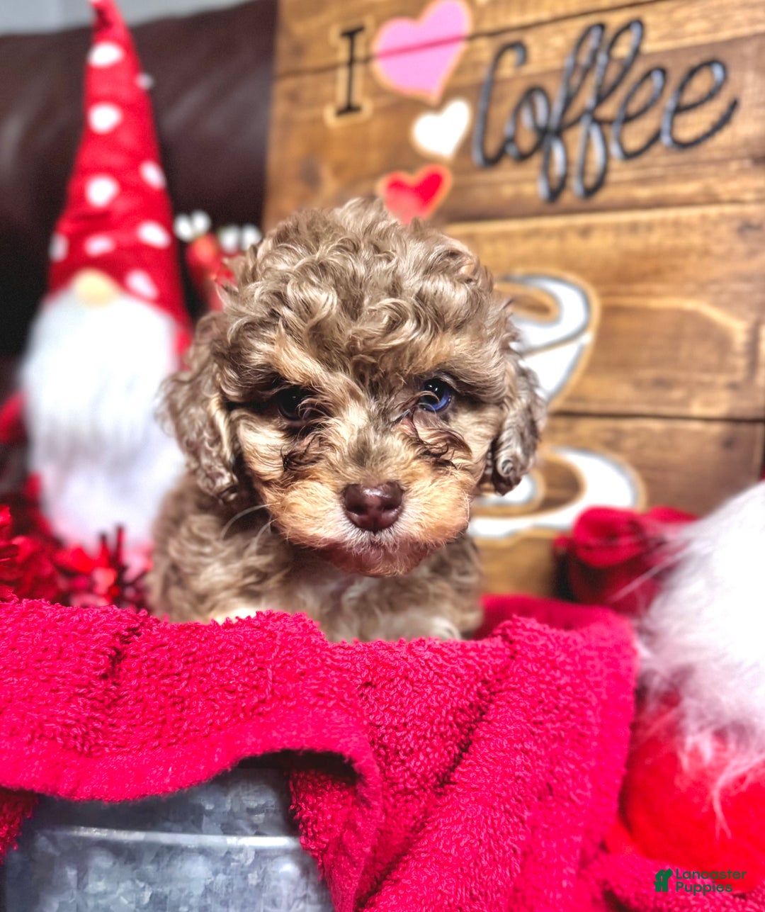 Cockapoo dogs for sale: Princess Ruby  - Ad 3