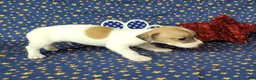 Jack Russell Terrier dogs for sale: Racer JRT Delivery available  - Ad 3