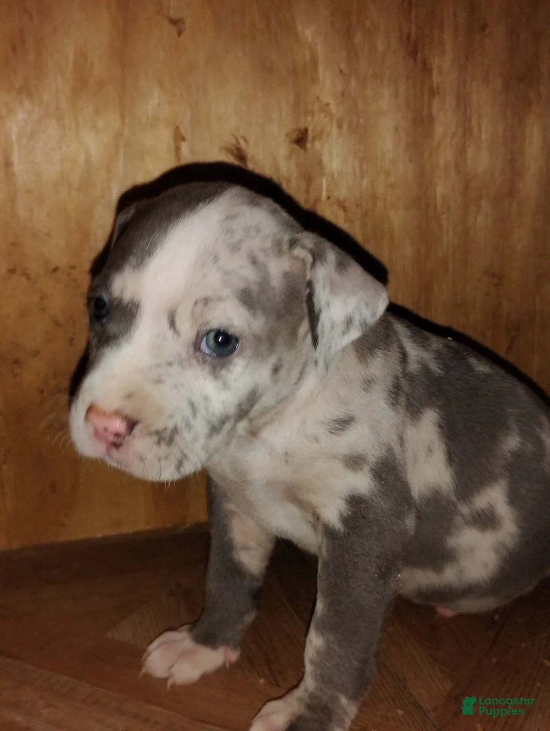 American Bully dogs for sale: American Bully Puppy 4 - Ad 1