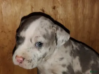 American Bully dogs American Bully Puppy 4 - Ad 33