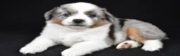 Miniature Australian Shepherd dogs for sale: Angel - Ad 6