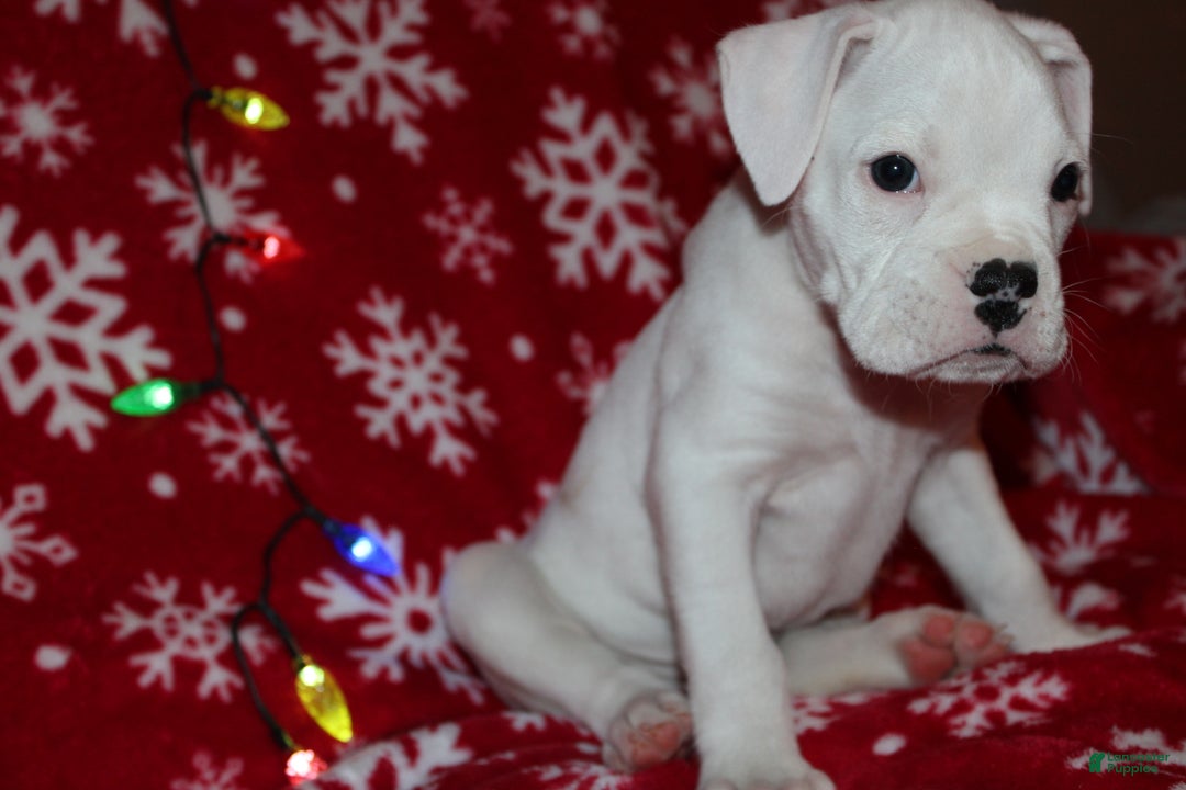 Boxer dogs for sale: Sly - Ad 2