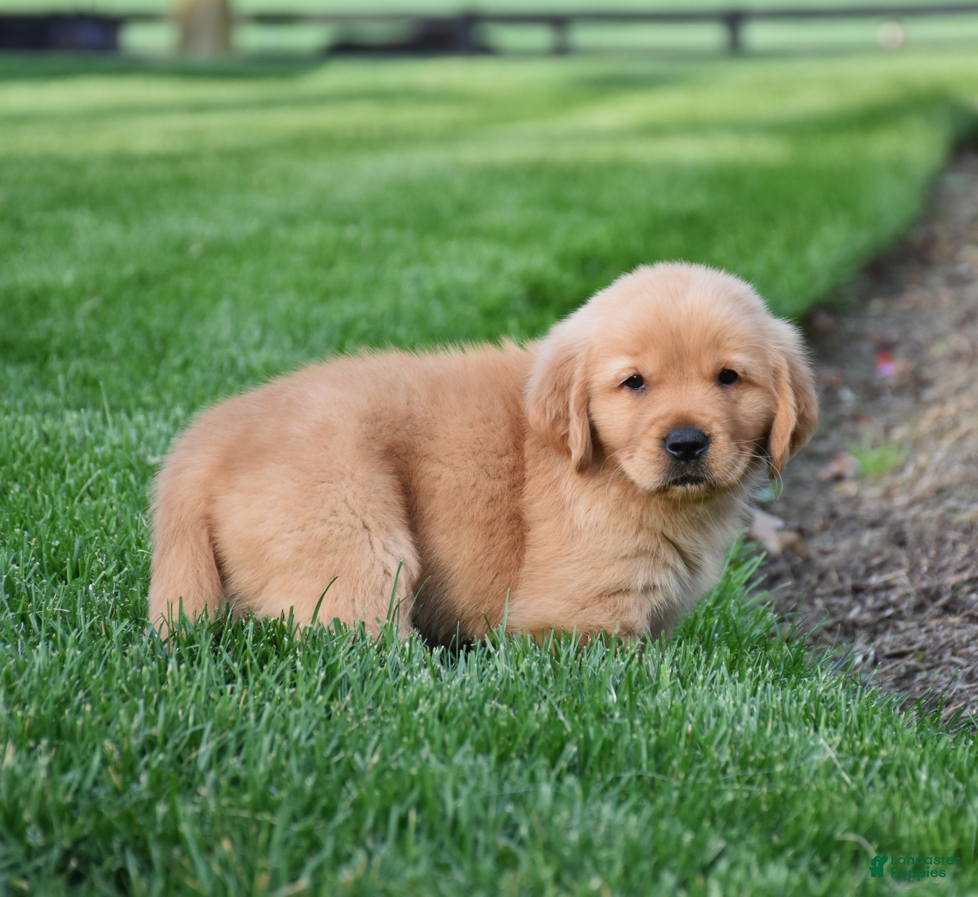 Golden Retriever dogs Aza - Ad 2