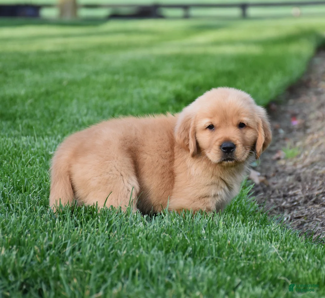 Golden Retriever dogs for sale: Aza - Ad 2