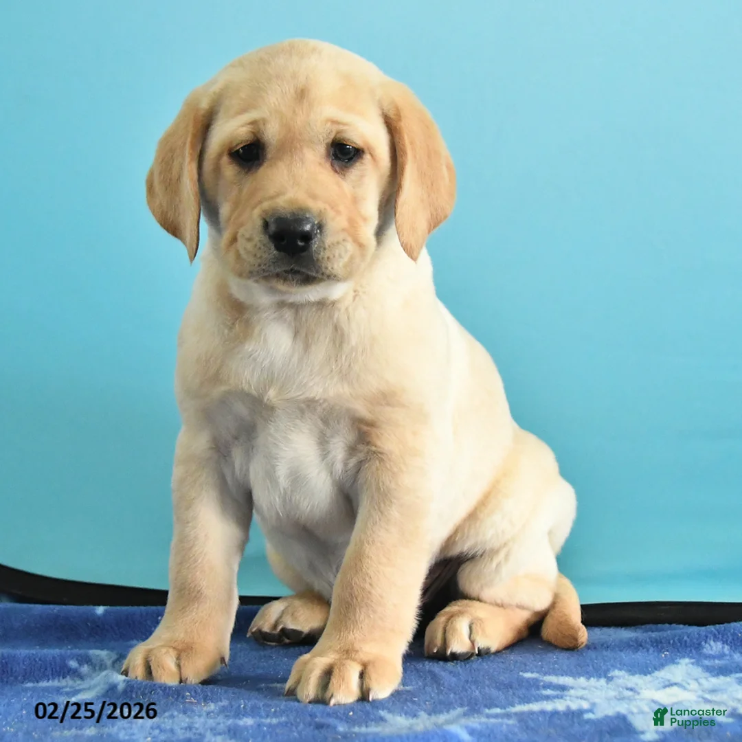 Labrador Retriever dogs for sale: Gabe - Ad 5