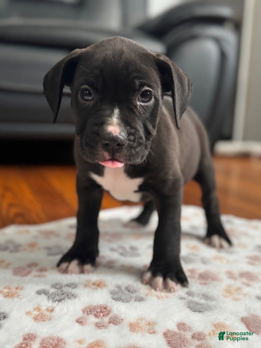 American Pit Bull Terrier dogs American Pit Bull Terrier 2 - Ad 2