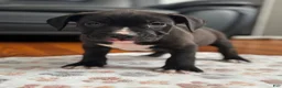 American Pit Bull Terrier dogs for sale: American Pit Bull Terrier 2 - Ad 2