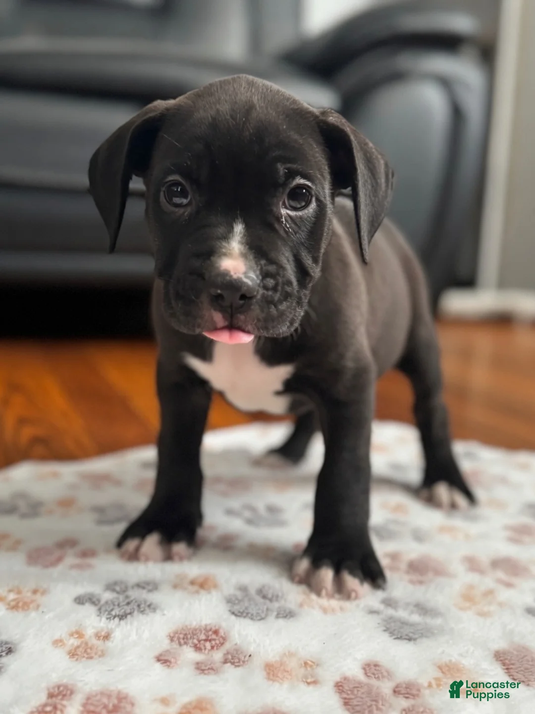 American Pit Bull Terrier dogs for sale: American Pit Bull Terrier 2 - Ad 2