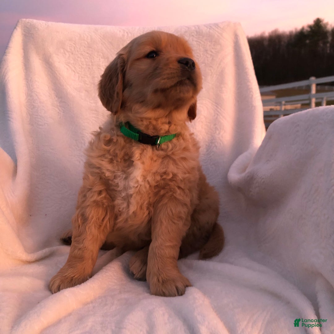 Golden Retriever dogs for sale: Romeo - Ad 6