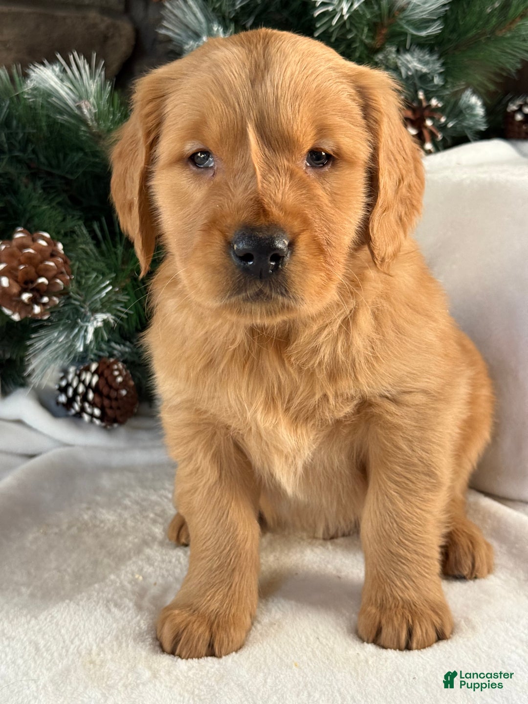 Golden Retriever dogs for sale: Charlie - Ad 2