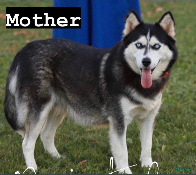 Siberian Husky dogs for sale: Georgia  - Ad 9
