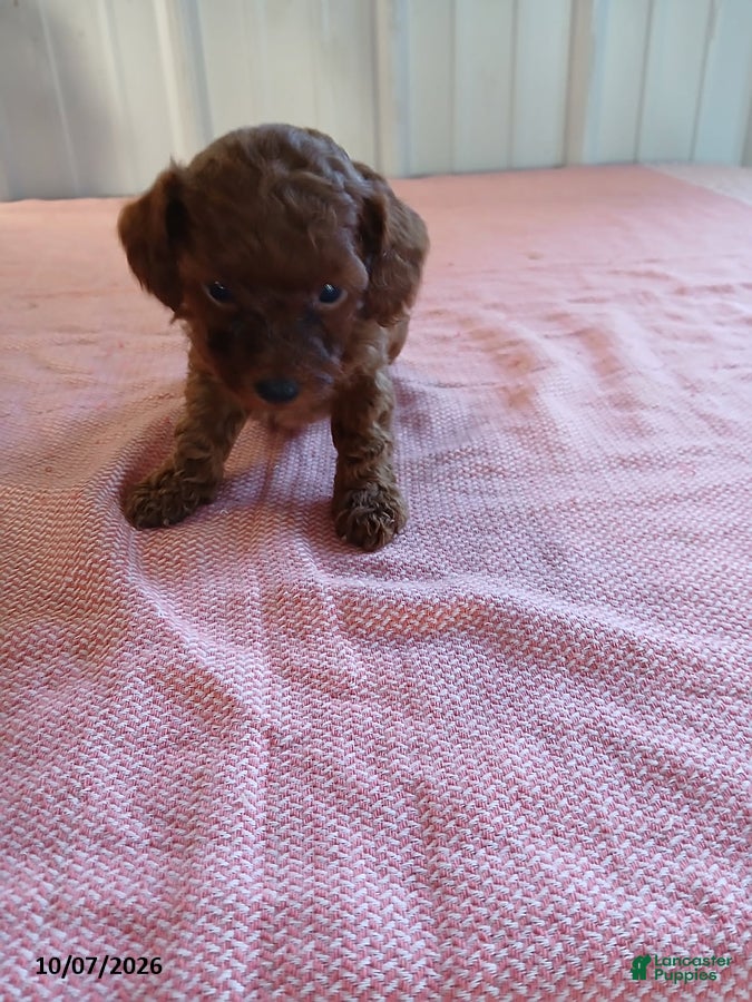 Miniature Poodle dogs for sale: Tilly - Ad 2