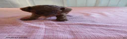 Miniature Poodle dogs for sale: Tilly - Ad 2
