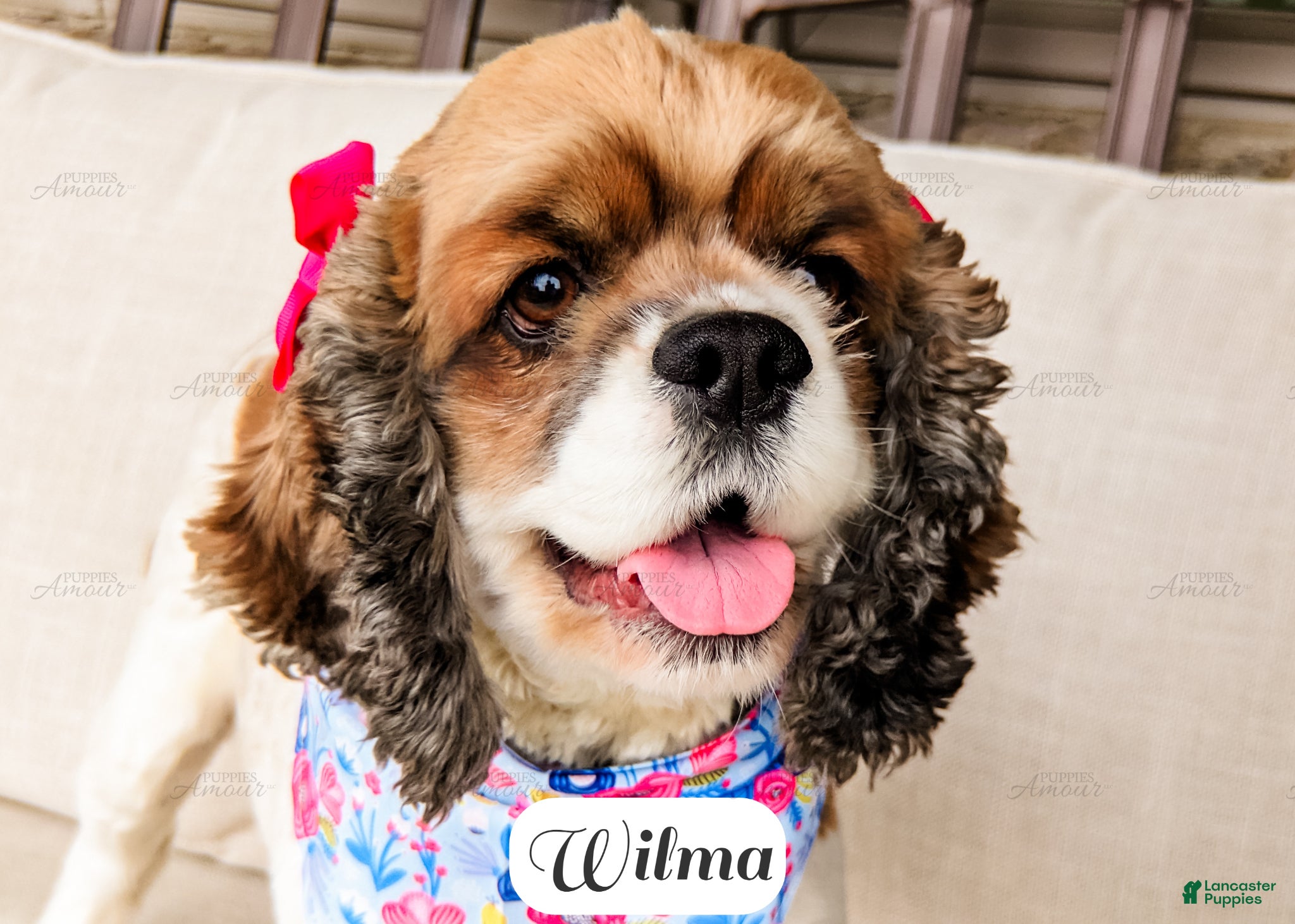 Cocker Spaniel dogs Wilma - Ad 2