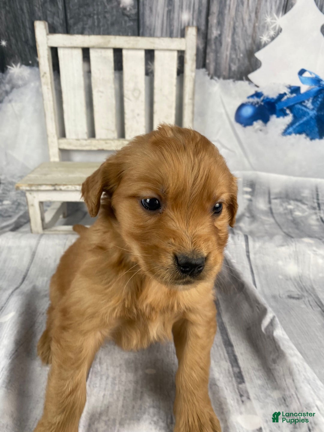 Golden Retriever dogs for sale: Molly - Ad 2