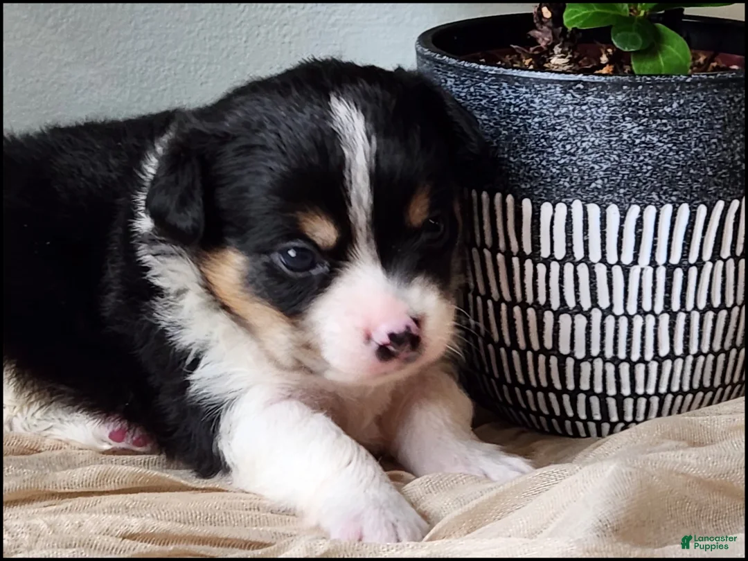 Chihuahua dogs for sale: Saab - Ad 2