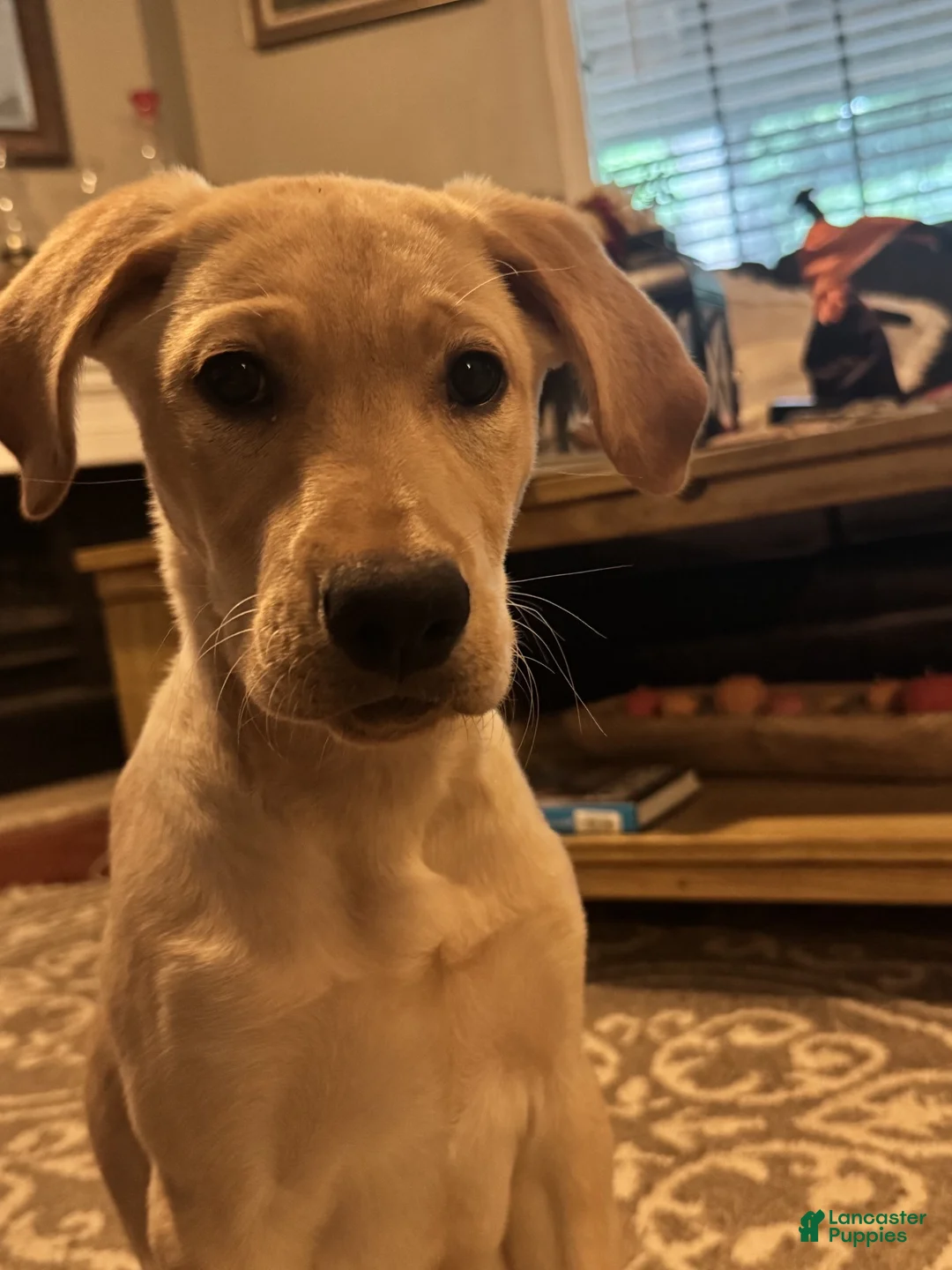 Labrador Retriever dogs for sale: Red Collar Male - Ad 1