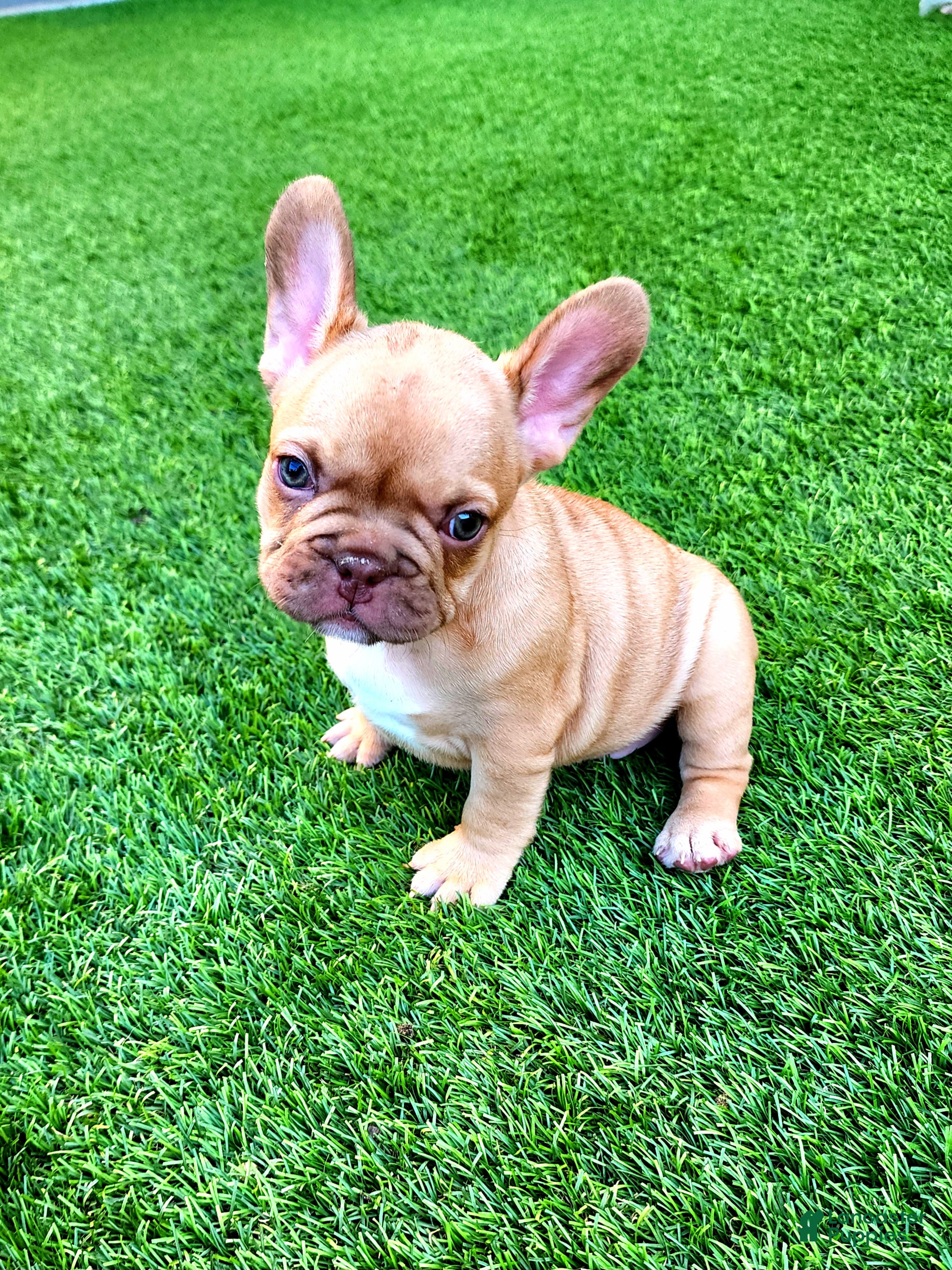 French Bulldog dogs Molly - Ad 2