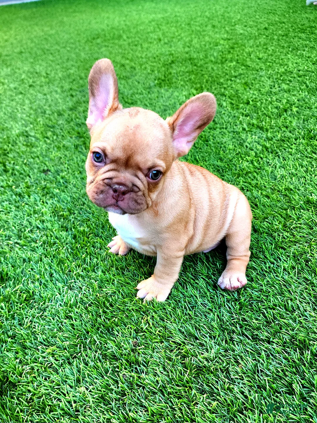 French Bulldog dogs for sale: Molly - Ad 2