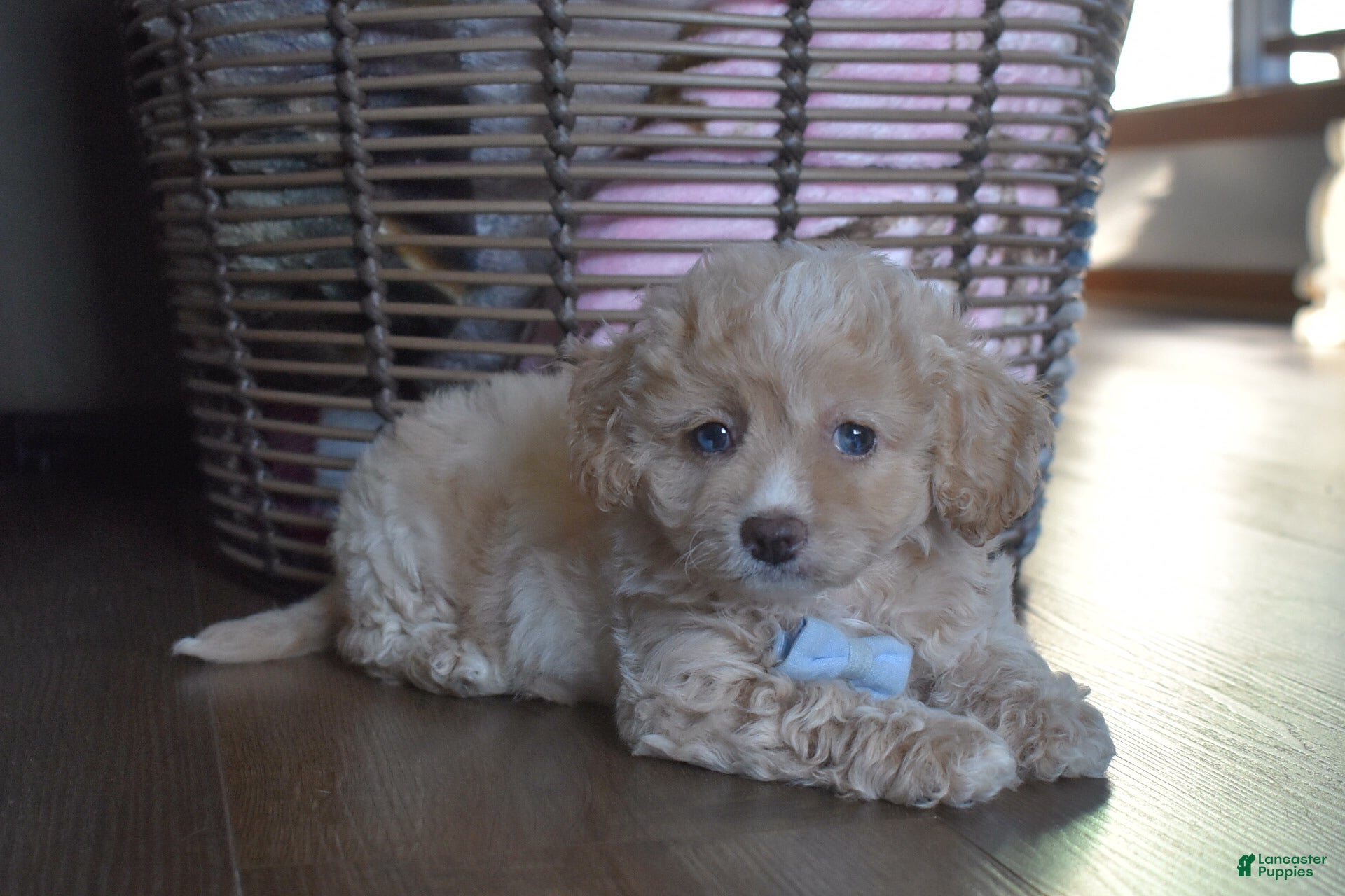 Cavapoochon dogs Rascal - Ad 1