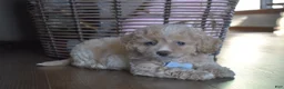 Cavapoochon dogs for sale: Rascal - Ad 1