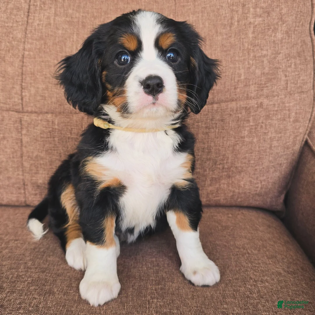 Miniature Bernese Mountain Dog dogs for sale: Sorrento [Reserved] - Ad 1