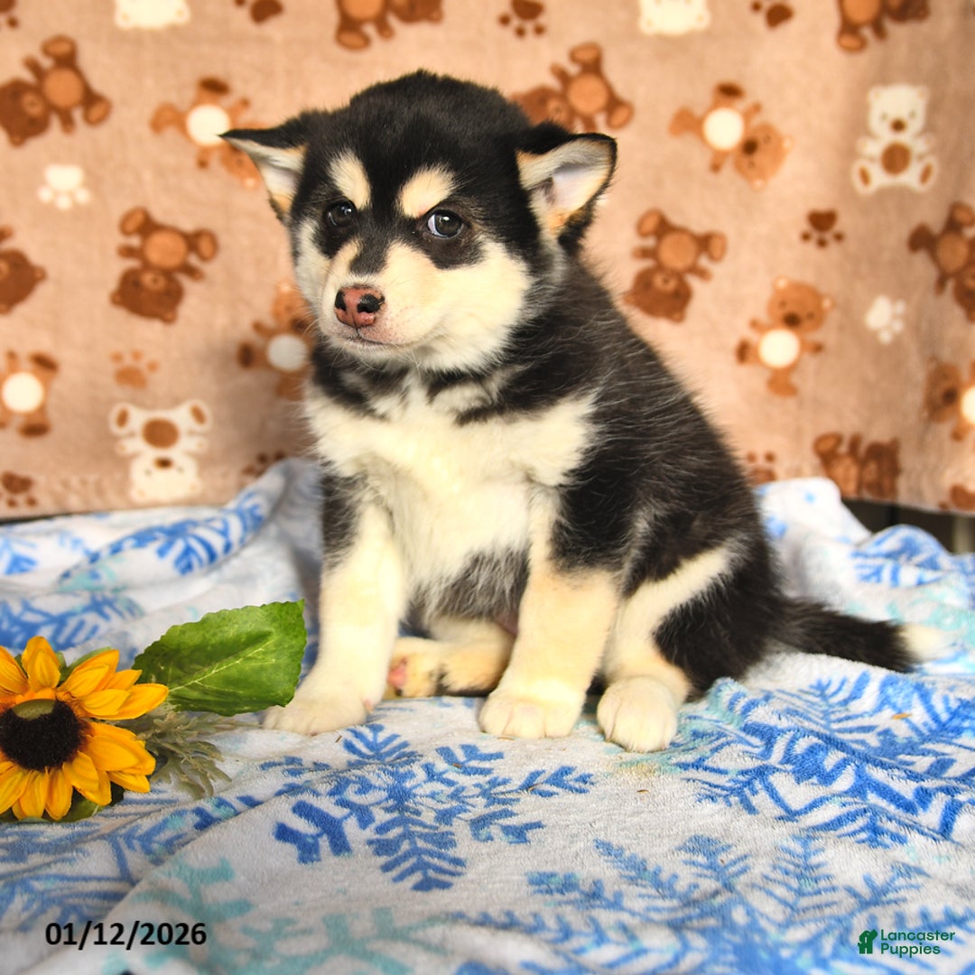 Pomsky dogs for sale: Biscuit - Ad 1
